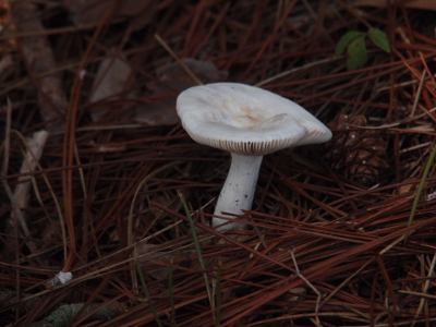 [A white mushroom with a thick stem and a thick flat top.]